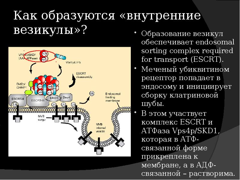 4 везикула. Везикулы это в физиологии человека. Формирование везикулы. Механизм образования везикулы.