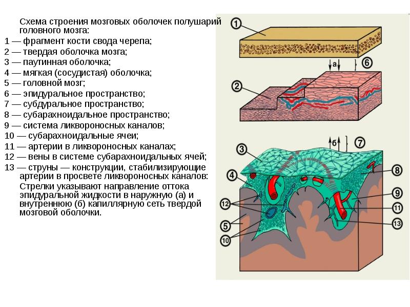 Слои свода черепа схема