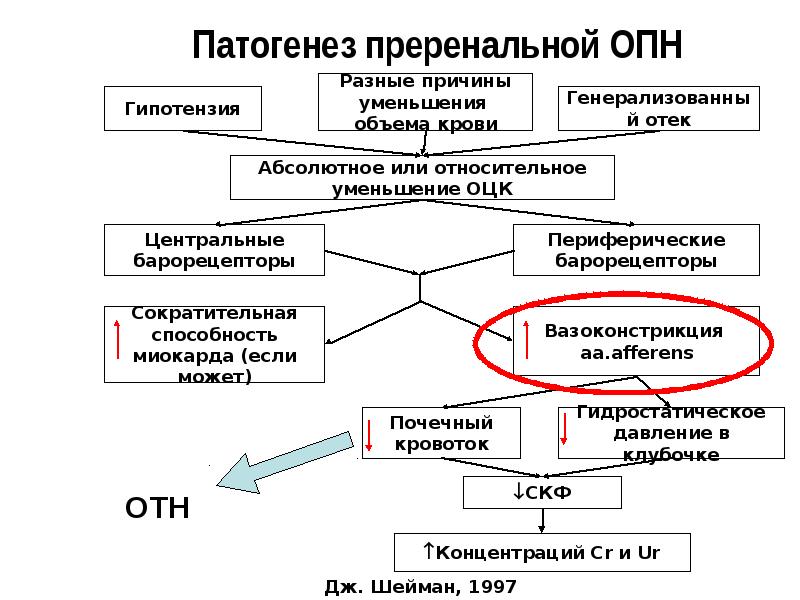 Патогенез хбп схема