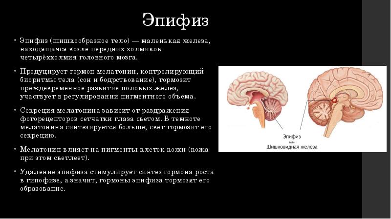 Нарушение эпифиза. Эпифиз железа внутренней секреции. Гормоны эпифиза. Развитие эпифиза. Возрастные изменения эпифиза.