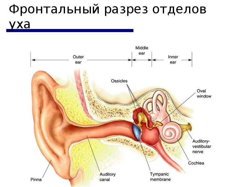 Ухо в разрезе картинки