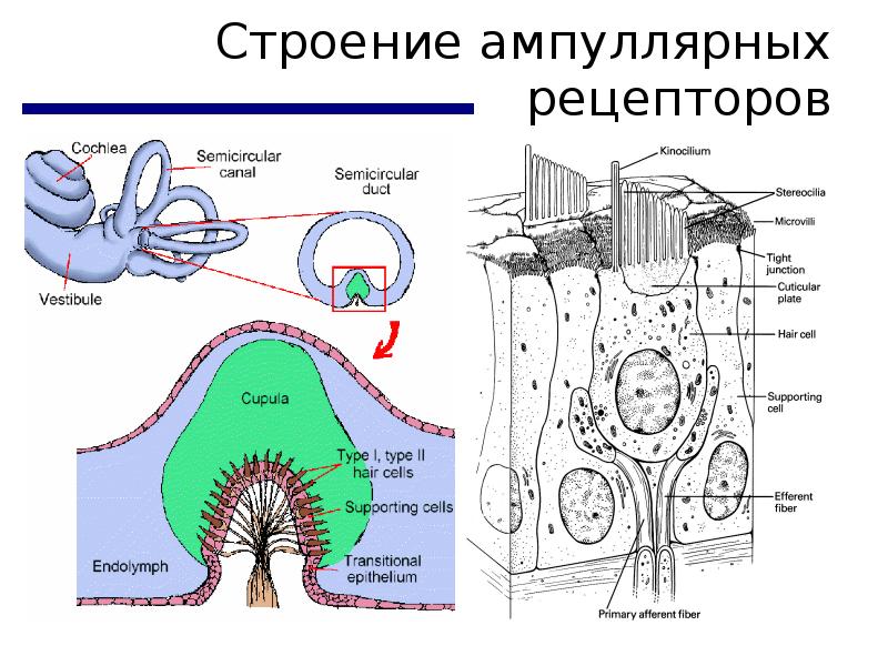 Вестибулярный анализатор рисунок