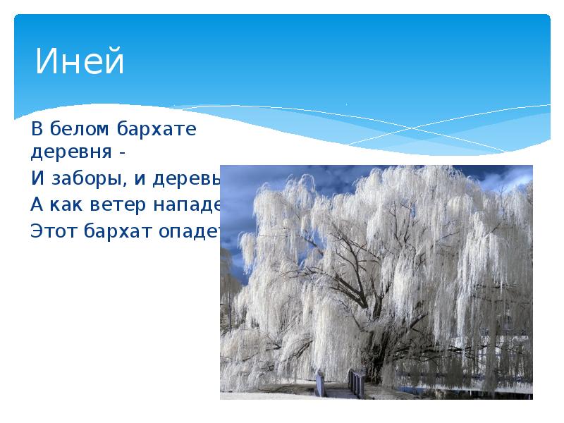 Иней В белом бархате деревня - И заборы, и деревья. А