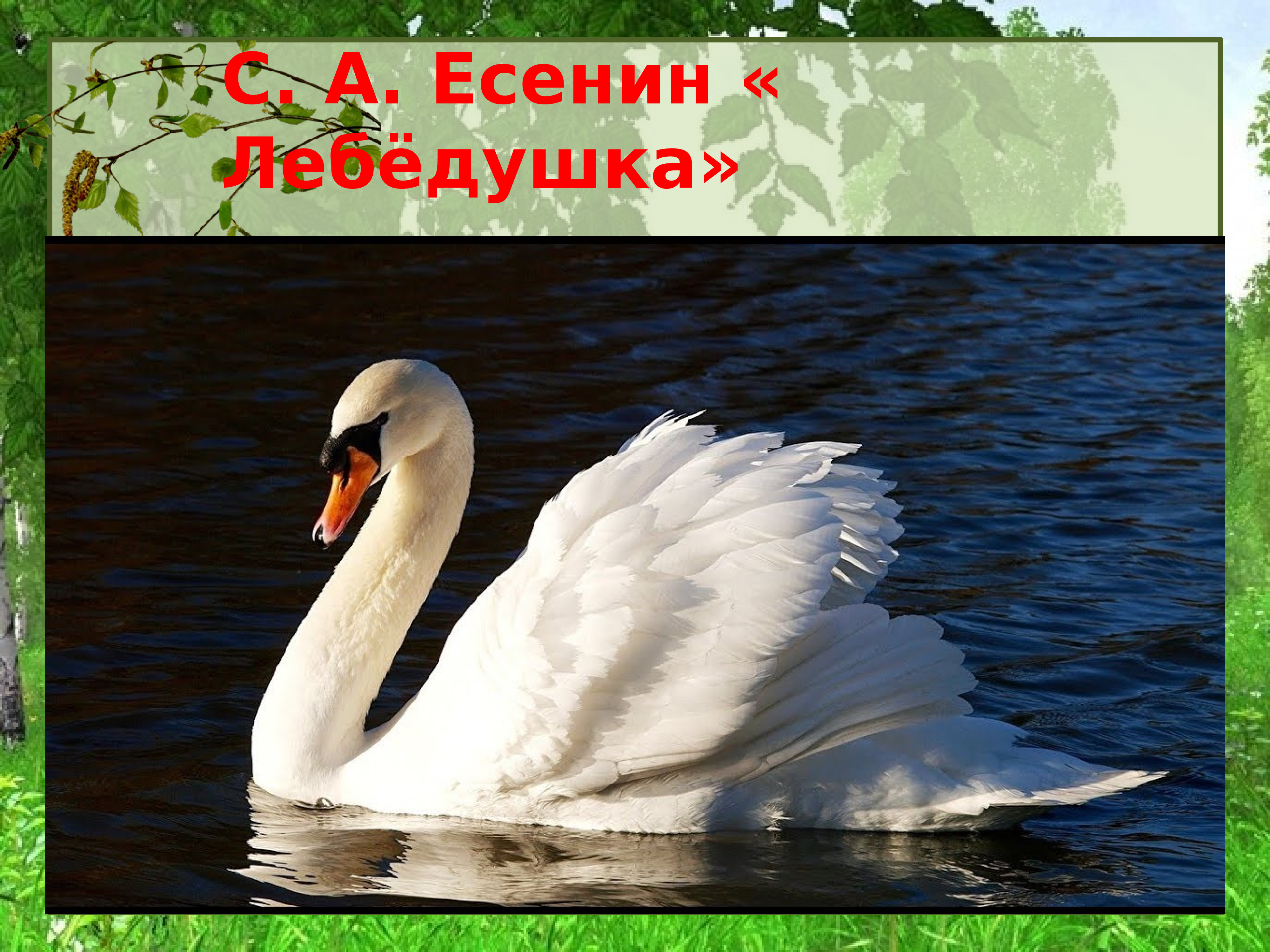 Есенин лебедушка иллюстрации. Есенин с. "лебёдушка". Черный лебедь шипун. Белый лебедь шипун. Лебедь Есенин.