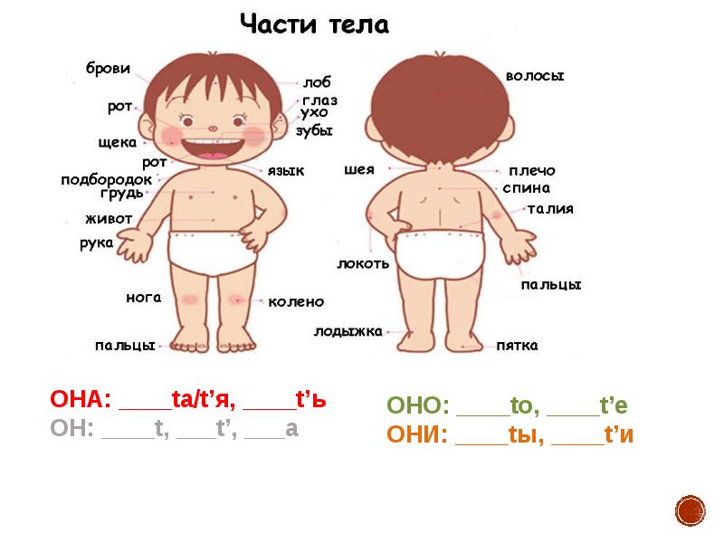 Части тела презентация для детей