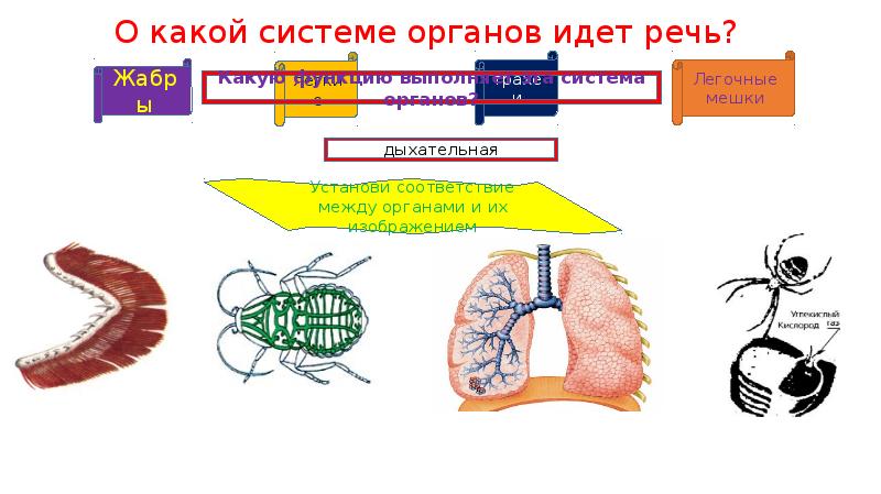 Презентация на тему иркутская область