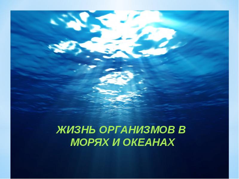 Презентация на тему жизнь организмов в морях и океанах