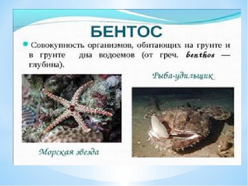 Презентация биологии 5 класс жизнь организмов в морях и океанах 5 класс