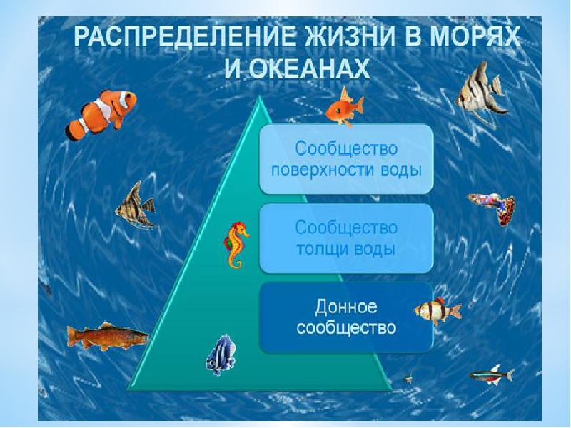 Жизнь организмов в морях и океанах 5 класс биология презентация