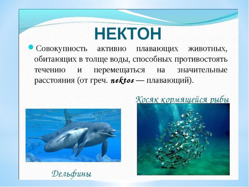 Презентация по биологии 5 класс жизнь в морях и океанах