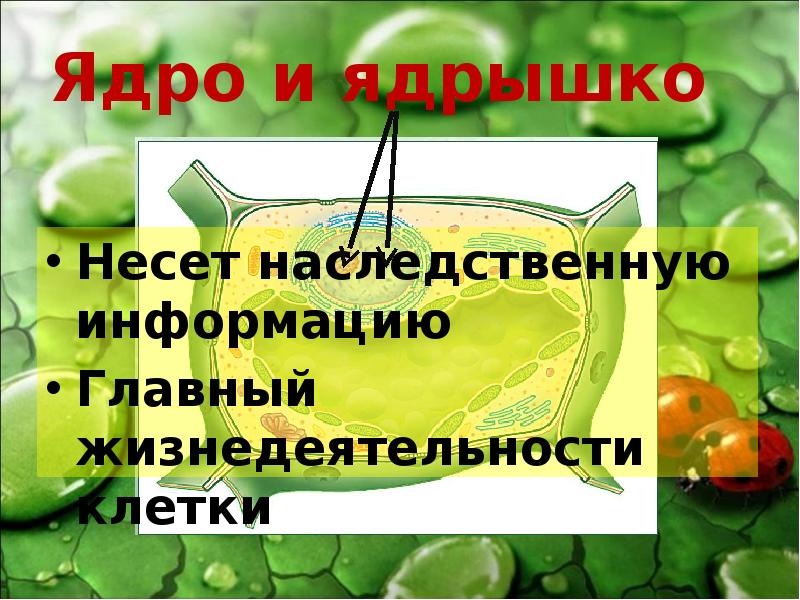 Жизнедеятельность клетки растений. Наследственная информация в растительной клетке. Какая часть клетки несет наследственную информацию. Наследственное вещество у растительной клетки. Наследственные свойства клетки несет.