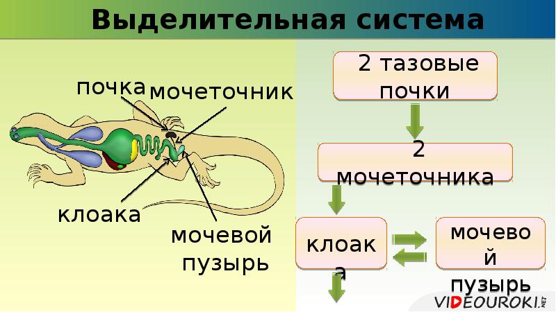 Выделение у пресмыкающихся. Строение выделительной системы пресмыкающихся. Выделительная система пресмыкающихся 7 класс. Выделительная система пресмыкающихся рептилий. Выделительная система пресмыкающихся 7 класс биология.