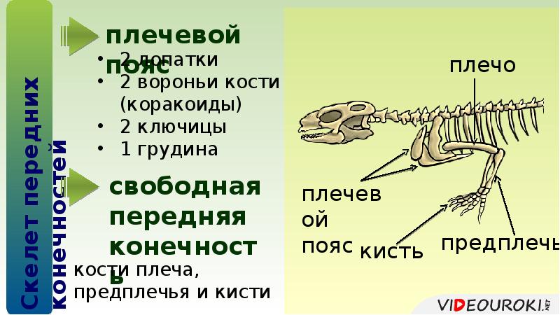 Парные конечности пресмыкающихся. Скелет пояса верхних конечностей пресмыкающихся. Скелет пояса передних конечностей пресмыкающихся. Строение скелета передней конечности пресмыкающихся. Строение задних конечностей пресмыкающихся.