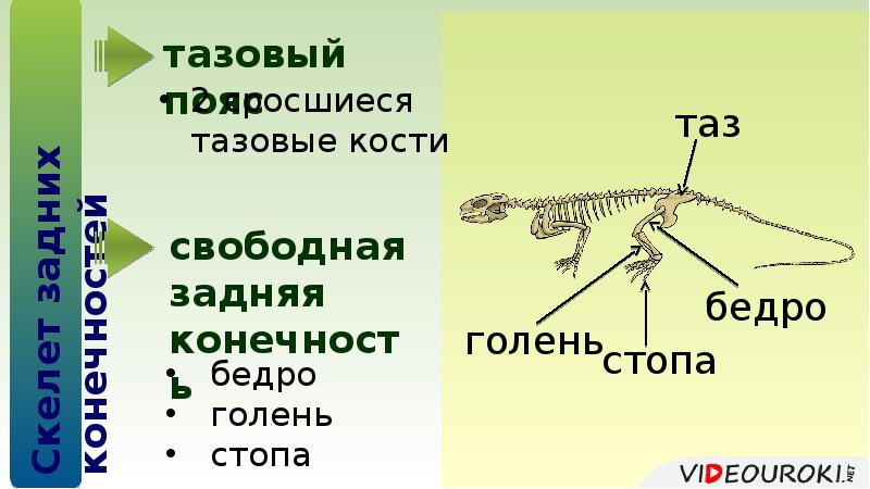 Парные конечности пресмыкающихся