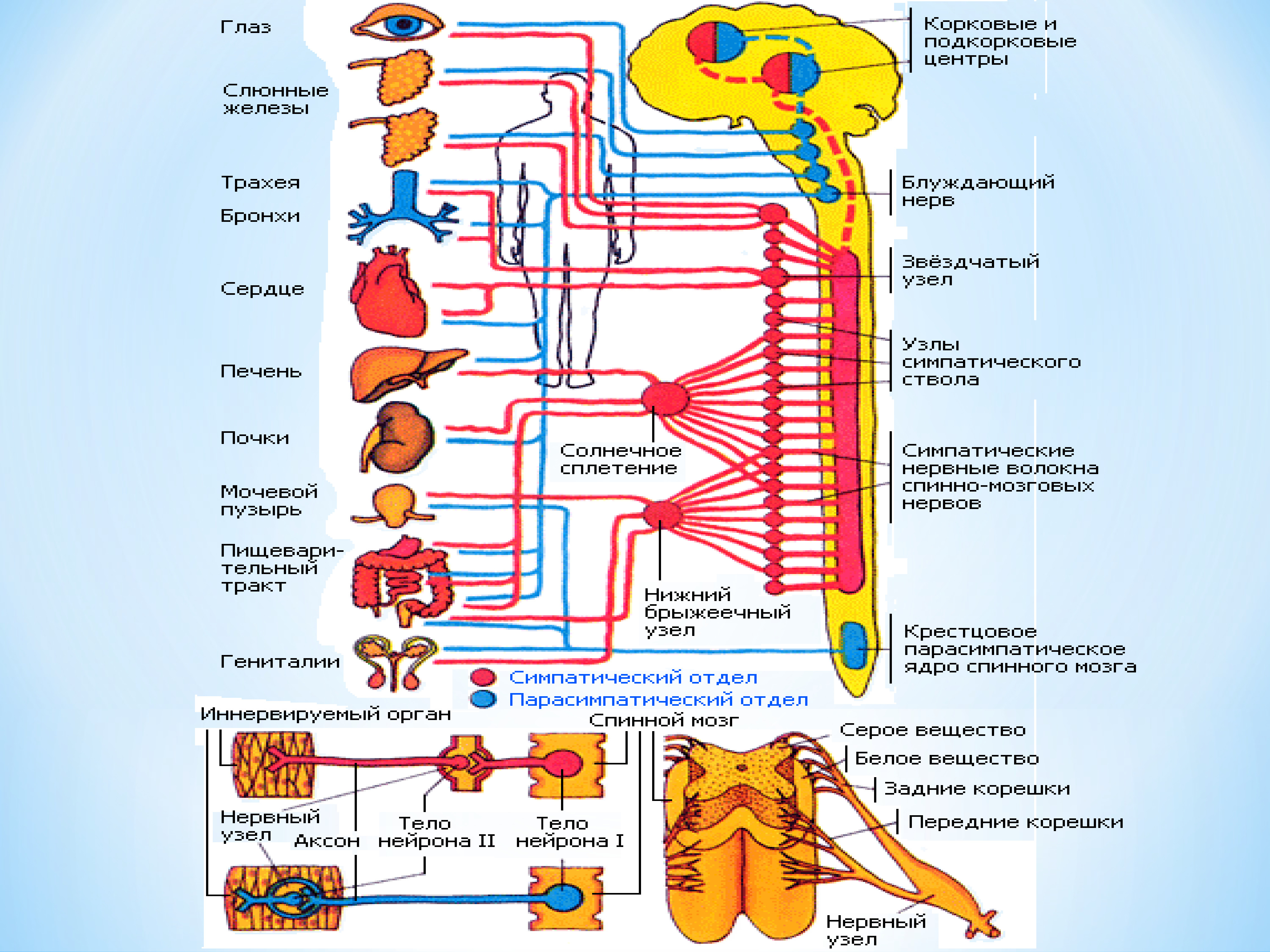 Центральный отдел вегетативной нервной системы анатомия