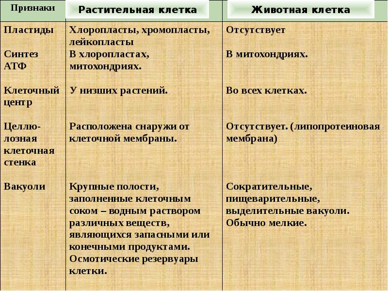 Органоиды клетки и их функции презентация 9 класс пономарева