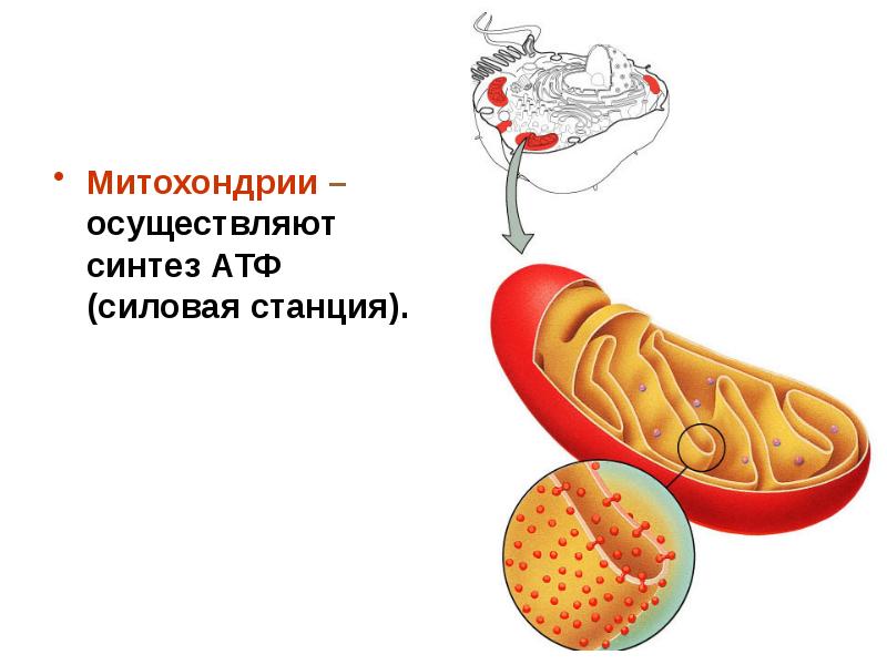 Синтез атф рисунок