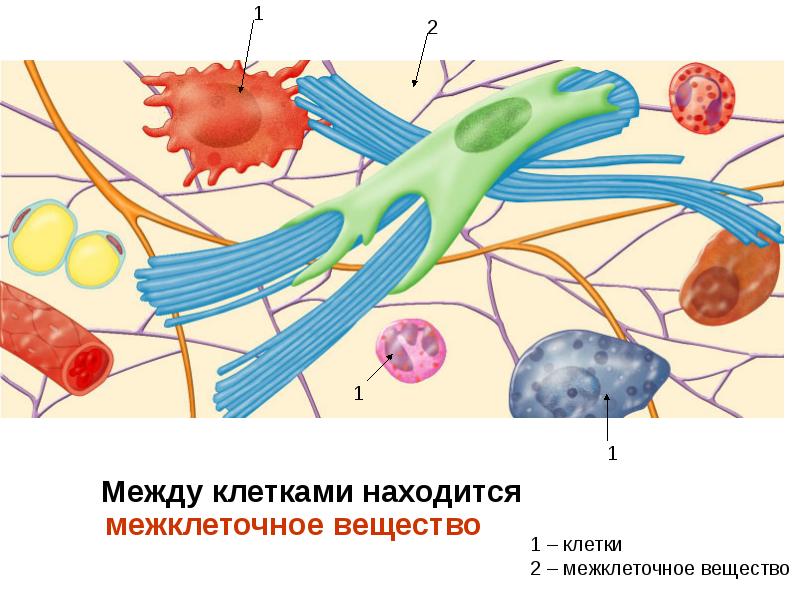 Вещество между клетками. Клетка и межклеточное пространство. Клетки и межклеточное вещество. Межклеточное пространство строение.