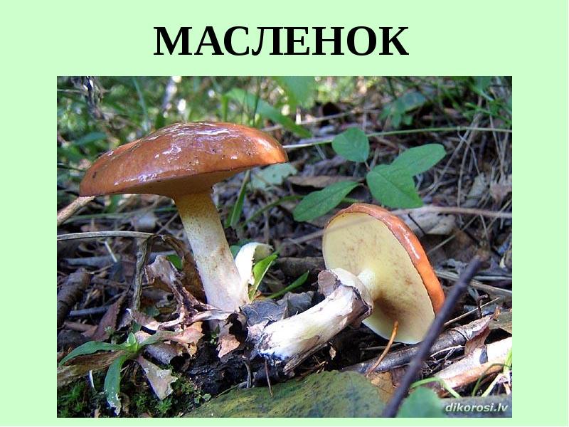 Съедобные Грибы Фото С Названиями Для Детей