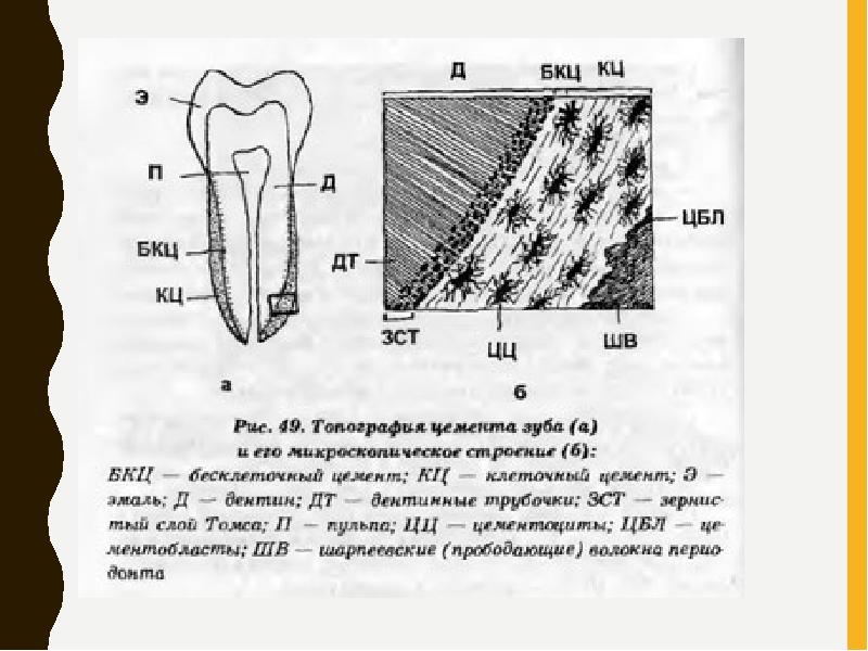 В чем особенность строения дентина какую. Строение зуба эмаль дентин цемент. Бесклеточный цемент зуба гистология. Схема строения цемента зуба. Строение эмали дентина цемента.