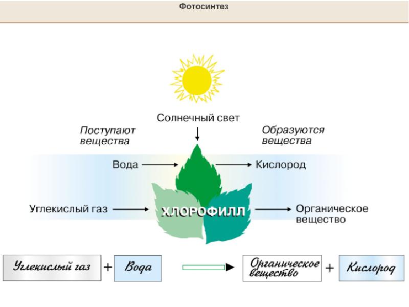 Биосфера фотосинтез. Схема фотосинтеза 6 класс. Фотосинтез в биосфере. Биосфера земная оболочка 6 класс. Интеллект карта по теме Биосфера земная оболочка.