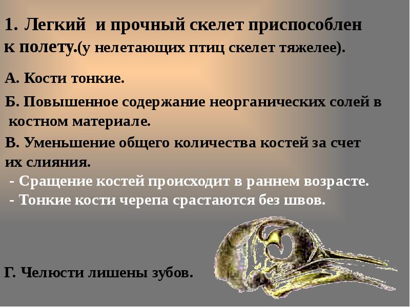 Скелет птиц приспособлен у птиц кости. Скелет птицы легкий. Приспособление скелета птиц к полету. Скелет птиц прочный. Скелет птиц ОДС.
