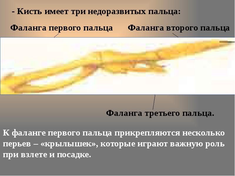 недоразвитых крыла. крылья летучей мыши. строение мухи. крылья рукокрылых. птица на пальце.