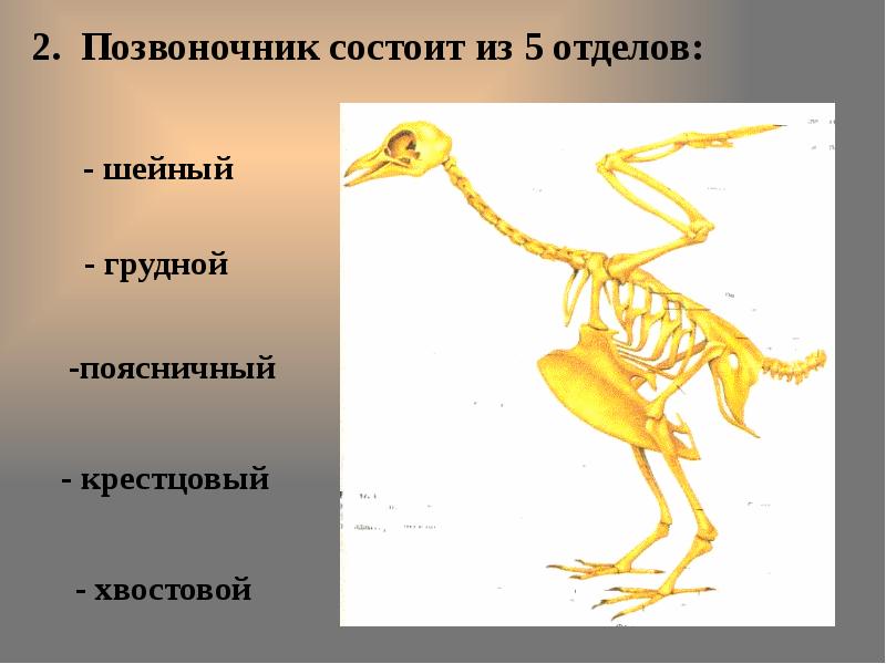 В позвоночнике птиц тест. Скелет птицы позвонки. Скелет птицы отделы позвоночника. Позвоночник птицы состоит из отделов. Скелет птицы позвоночник.