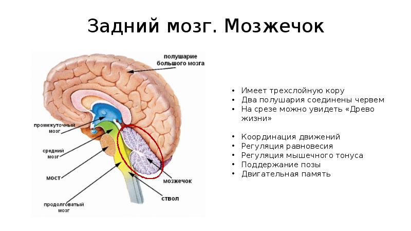 Центр удлиненный. Варолиев мост в мозге. Виралиевый мост продолговатый мозг. Отделы мозга варолиев мост. Задний мозг мост и мозжечок строение.
