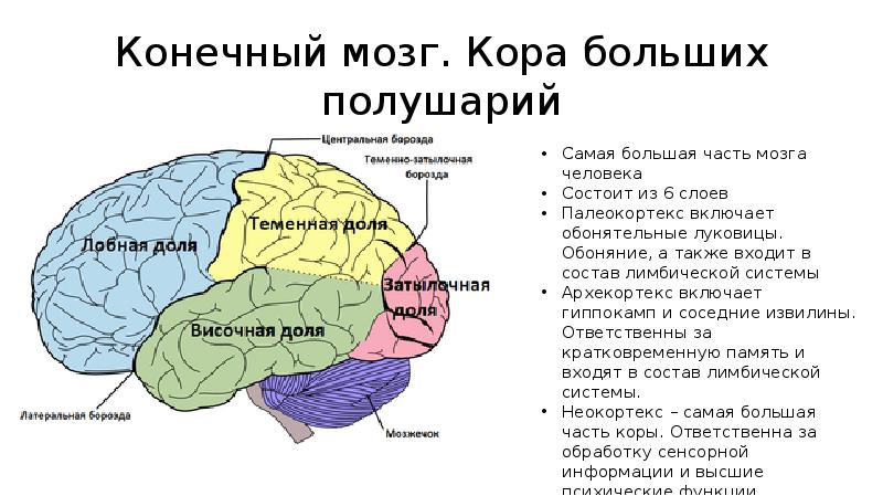 На указанном ниже рисунке подпишите образования относящиеся к белому веществу больших полушарий