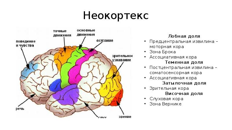 Слои мозга. Неокортекс и кора головного мозга. Неокортекс строение. Структура мозга неокортекс. Неокортекс лобная доля.