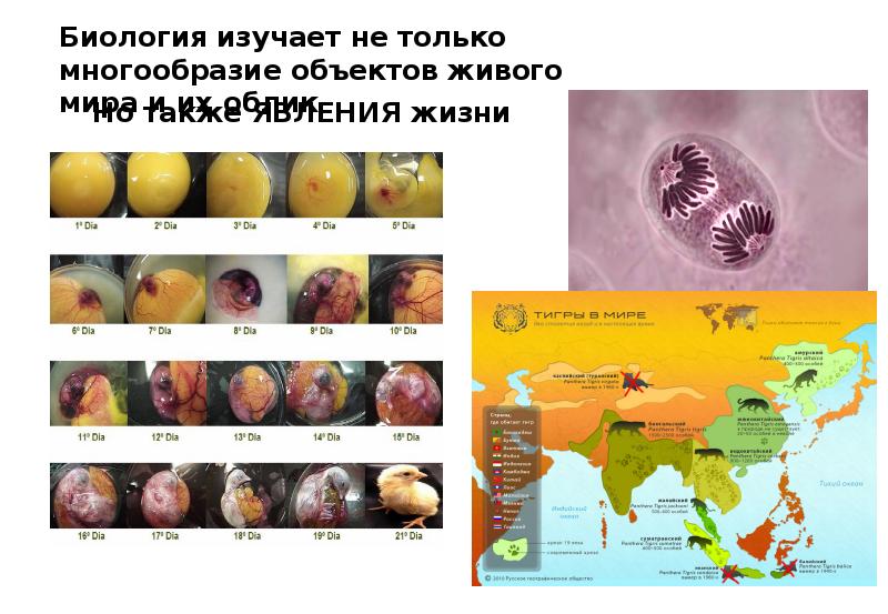 Объекты биологии. Виды биологических объектов. Биологические объекты примеры. Примеры объектов биологии.