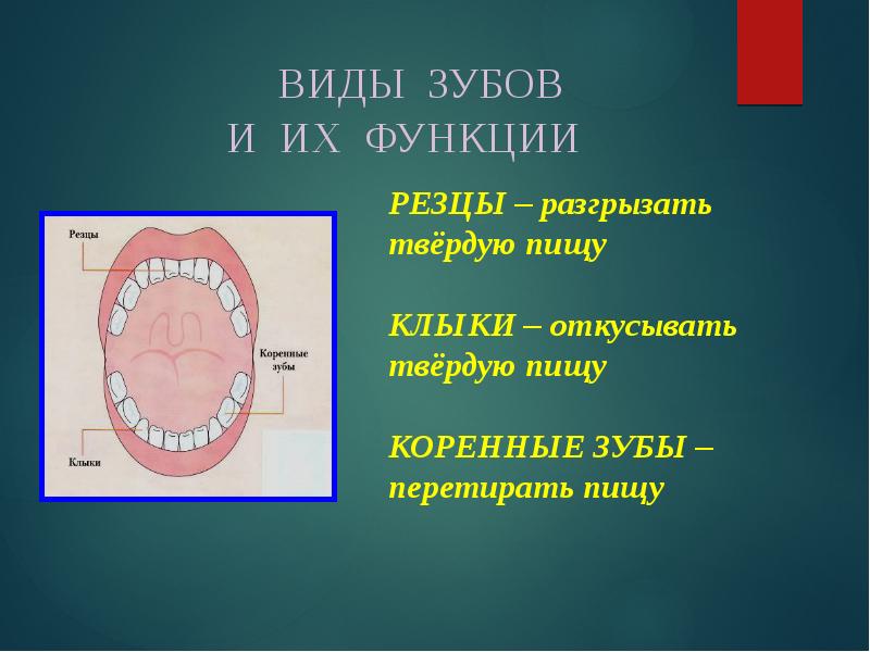 Зубы человека выполняют функцию. Виды зубов. Функции зубов. Типы зубов человека.