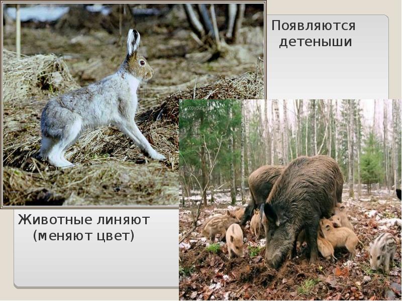 Какие животные линяют и почему кратко. Звери линяют. а весной линяют разные звери не линяет только солнечный зайчик.