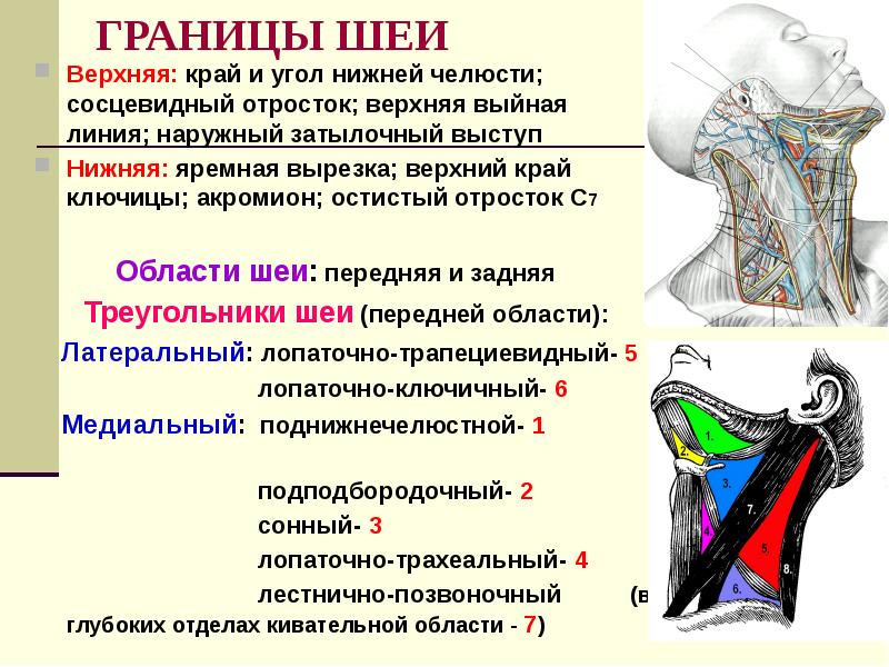 Презентация по топографической анатомии