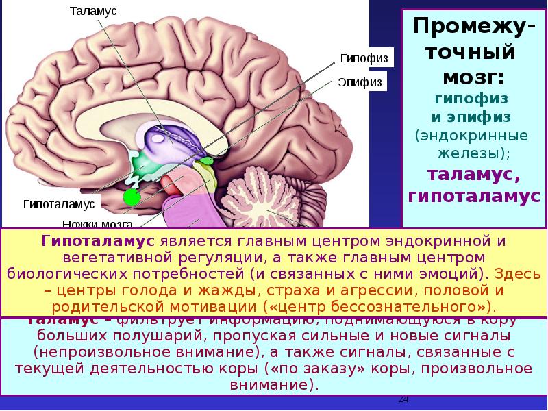 Программа мозги. Промежуточный мозг гипоталамус гипофиз. Центры потребностей в мозге. Таламус функции кратко.