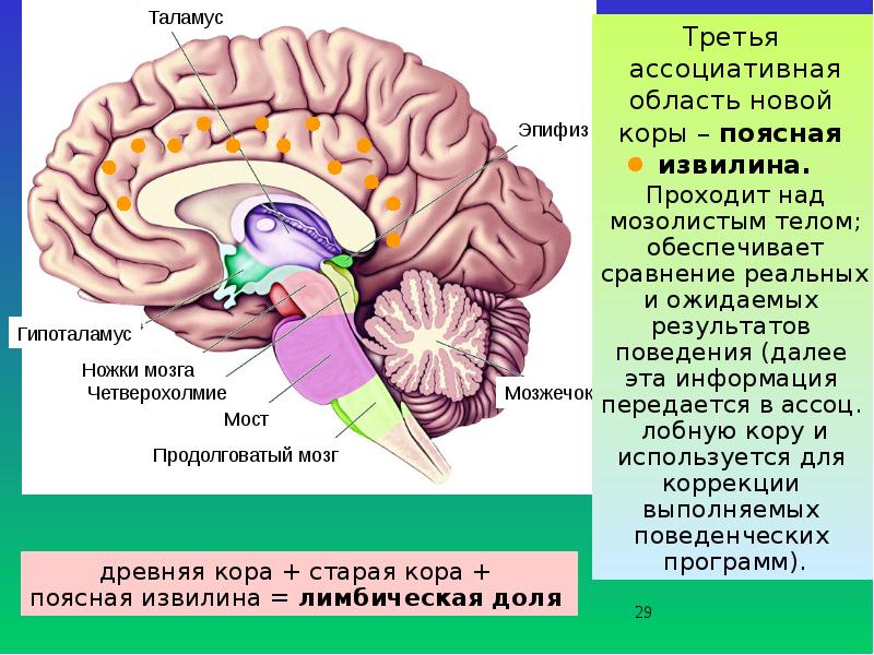 Промежуточный мозг располагается в. Строение мозга таламус гипоталамус. Зрительный бугор таламус. Мозг анатомия таламус. Таламус зрительный бугор анатомия.