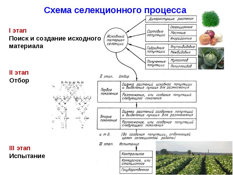 Основные методы селекции схема