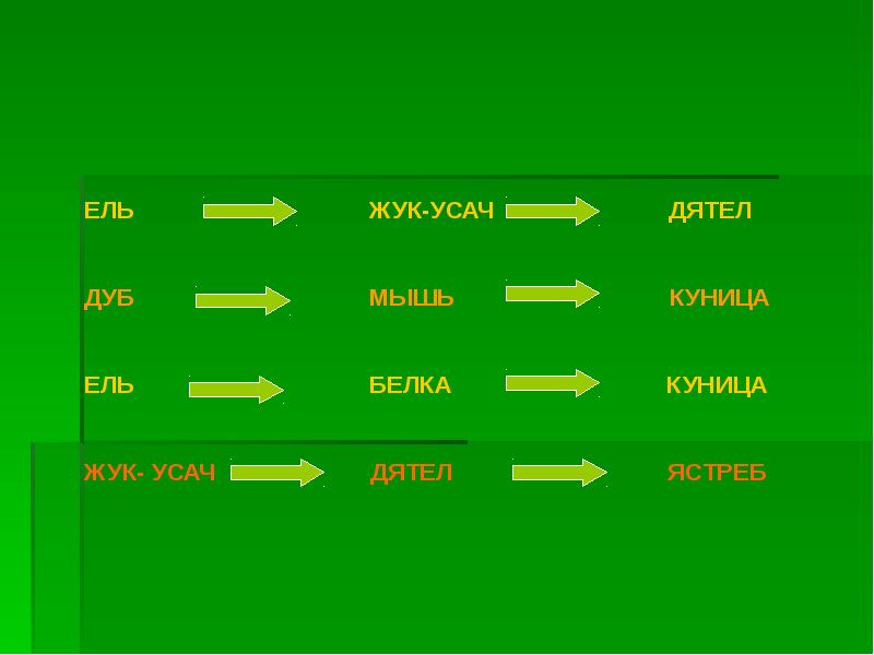 Цепь питания ели. Цепь питания дуб. Цепи питания древесина. Цепь питания в тайге. Цепь питания в лесах.