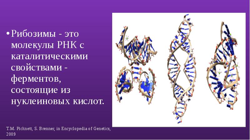 Каталитическая рнк. РНК-ферменты – рибозимы. Каталитические РНК. Ферментативная активность РНК. Рибозимы.. Каталитическая активность РНК.