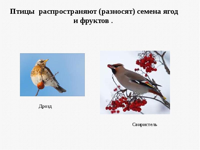 Птичка значение слова