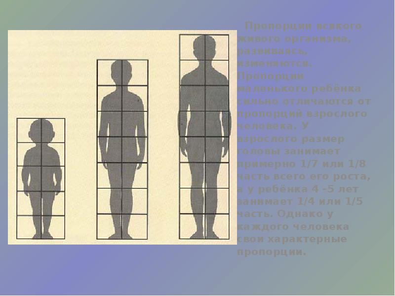 У взрослого человека размер головы занимает. Средняя высота головы человека. Пропорции всякого живого организма.