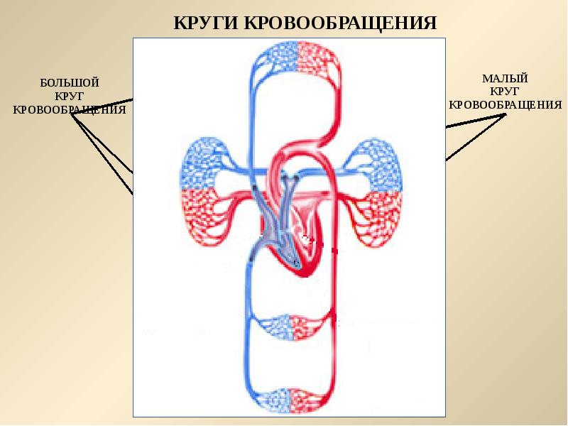 Малый и большой круг кровообращения человека схема