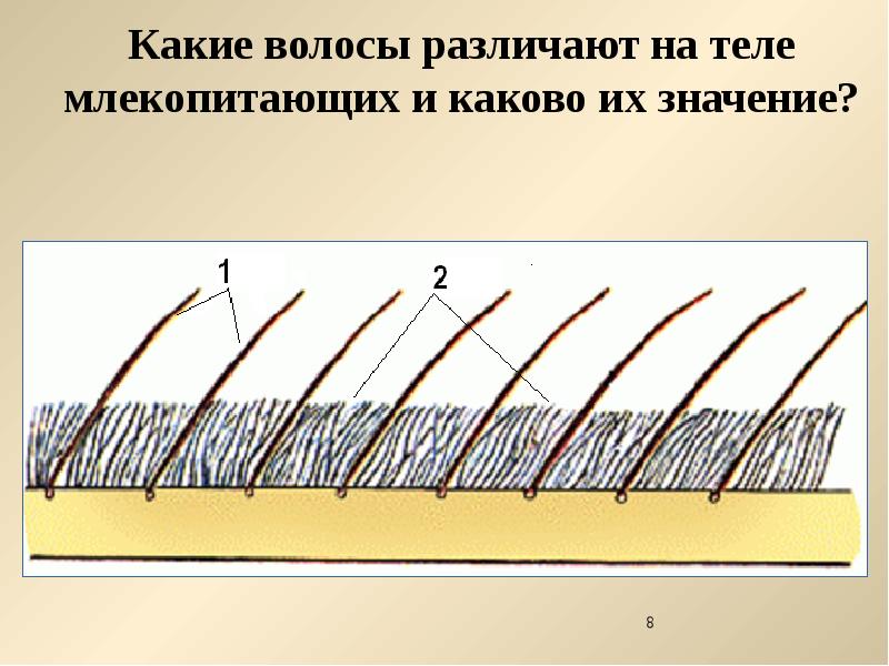 Какие волоски