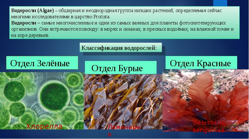 Разнообразие водорослей 6 класс