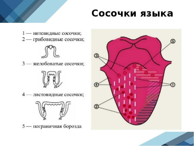 Расположение сосочков на языке схема