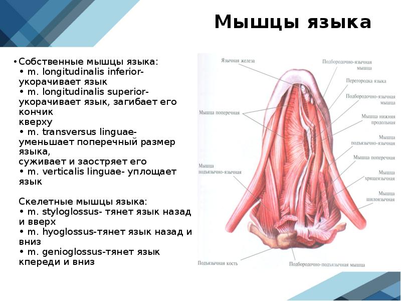 Мышцы языка схема