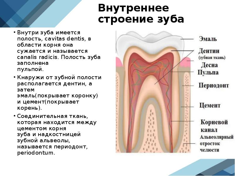 Полость находиться