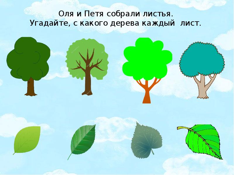 Дерева угадай слова. Отгадай лист какого дерева. Отгадай листья деревьев. Соотнести дерево и лист. Задание с какого дерева лист.