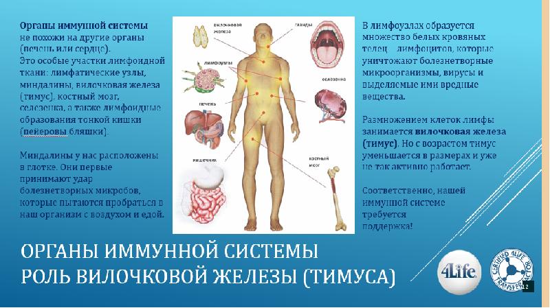 Иммунная система человека презентация